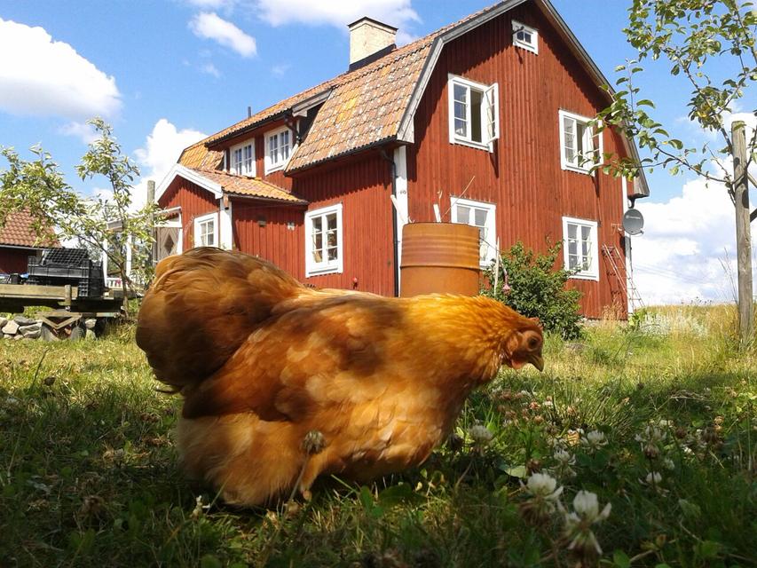 Vad ska jag inkludera i min värdprofil?
